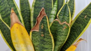 Snake Plant Leaf Problems: Diagnosing Spots, Scars & Curling