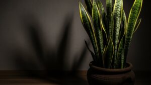 Snake plant in dim light emphasizing its low-light friendly nature