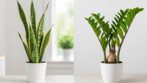 Snake plant and ZZ plant in white pots for easy indoor care