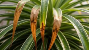 Spider plant with brown tips on leaves indicating possible care issues.
