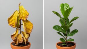 Comparison of a wilted houseplant with yellow leaves and a healthy green plant