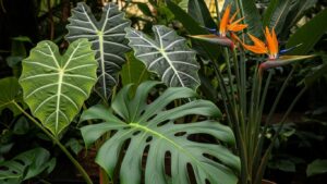 Vibrant tropical plants with large leaves and bird of paradise flowers
