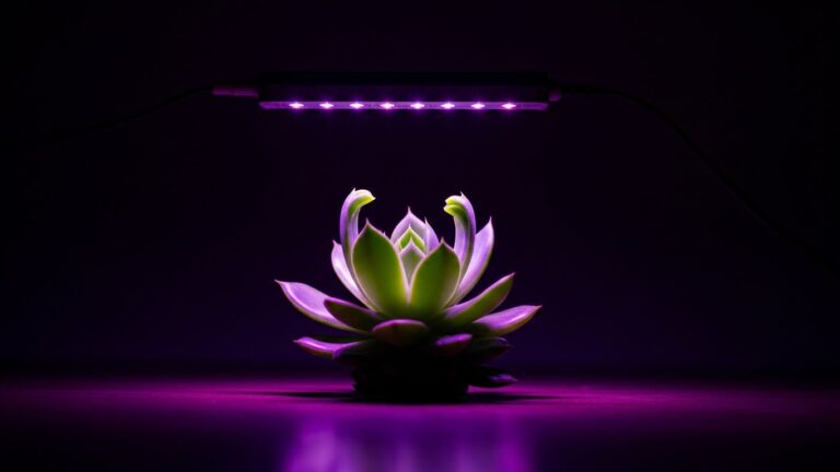 Succulent illuminated by grow lights in a dark room