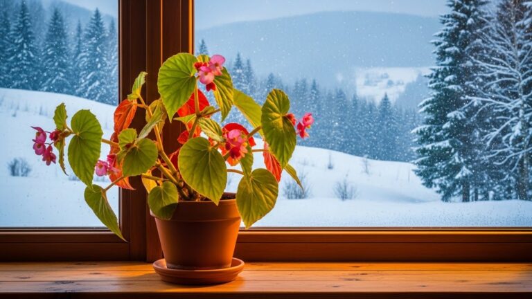 Beautiful begonia plant thriving indoors with snowy winter scenery outside