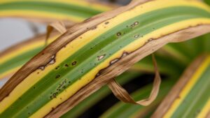 Close-up of spider plant leaf with curling and browning tips, indicating common plant issues.
