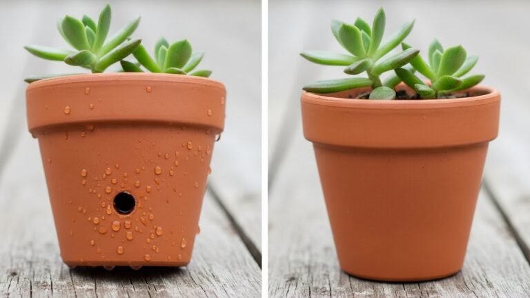 Terracotta pots with drainage hole highlighting water retention and plant health.