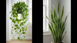Vining plant vs upright plant side by side near window, growth comparison