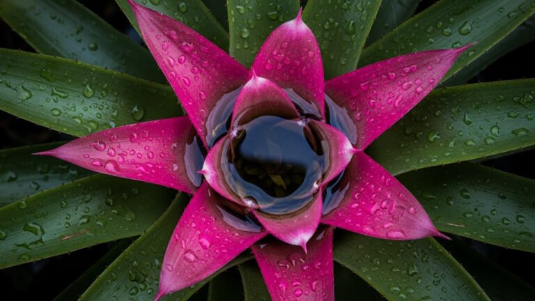 Close-up of a vibrant bromeliad with pink leaves and water droplets