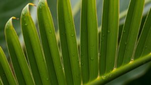 Close-up of split Bird of Paradise leaves with water droplets