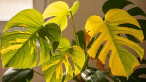 Yellowing Monstera leaves with brown edges in bright sunlight