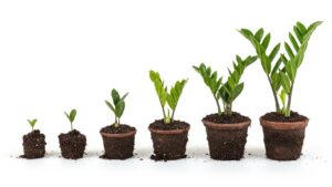 ZZ plant growth stages from small seedlings to mature plants in pots
