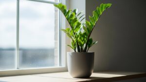 ZZ plant in white pot thriving by a sunlit window indoors